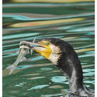 ��С��������