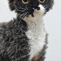 ���ı����Ҽ���