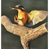 ���ڵĴ���