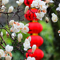 ������ϲ����ף���Ԫ�����֣����彡�����������������³ɣ�