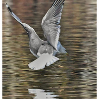 ���������Ÿ��2��