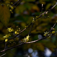 ��÷���躮���Կ���