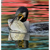 ��ɫ�ʰ�쵵�ˮ���У����ץ�������㡣