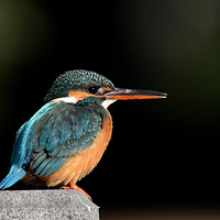 ��С������Ӱ��