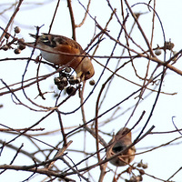 ֲ��԰��ʳ�����ѵ�С��ȸ