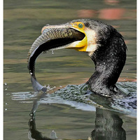 ���ץ��������