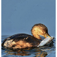 СPTץ������