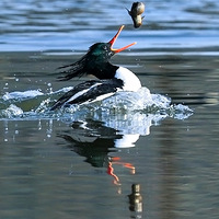 �л���ɳѼ����������������