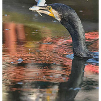 ���ץ��һ��С������