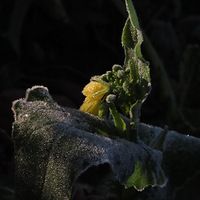 ������ľ�ϲ  �Ͳ˻�ҫ����