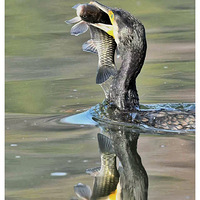 ���ץ��������