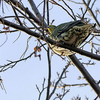 ���Ҷ����ص㱣�����������(ĸ�������������̬��԰