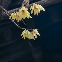 Ǯ������÷ʢ�ţ�