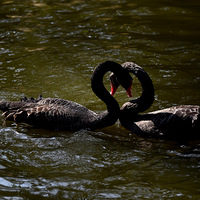 ���ŵĺ���졣