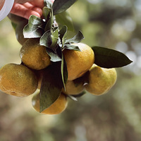 ���Ӻ��ˡ�����ƪ