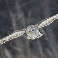 ��ѩ�е����ݣ���β���^��èͷӥ�е�һ�֡�