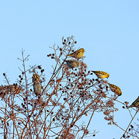 ֲ��԰֦ͷ�ϵ���ʳ�Ļ�ȸȺ