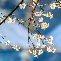 2026���ǿ�����԰һ���÷ʢ�����˶�������