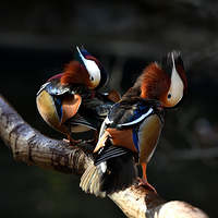 ������ֳ���ԧ�졣