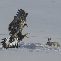 ���������������ˣ����߽��ѩ���в�ʳҰ�á�