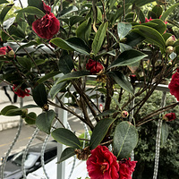 ���ֹ��ǰ�Ĺ��һ���ʫ��Զ��