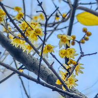 ��ɽ�����ܱ���÷���������㸡����