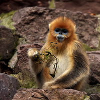 �����Ľ�˿�