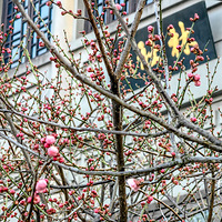 ����������÷ʤ�أ���ɽ��÷����ŭ�ţ�