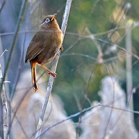 �������̬��԰«έ���ϵĻ�ü��