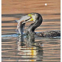 ץ��������