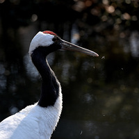 �����ס������񣬳������µ����ġ�