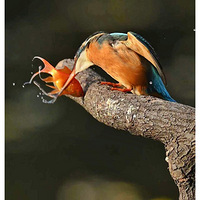 ׮�����ں���Ĵ���