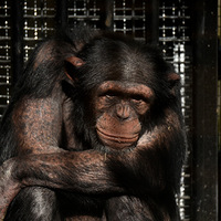 �����ɡ�