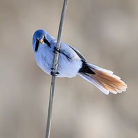 ����ȸ�������Ϻ��¿ɰ���С���顣