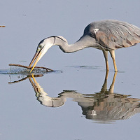 ��Ϫʪ�ز���Ϸ��֦