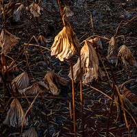 ���òк���������