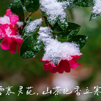 ����ֲ��԰ѩ�о��飨һ����ɽ�軨