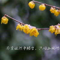 ����ֲ��԰ѩ�о��飨��������÷