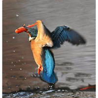 ץ����Ĵ���