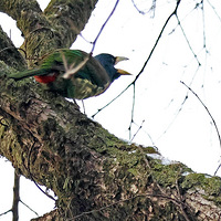 ֲ��԰��֦����ʳ�Ĵ�����ľ��