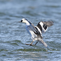 ����ɫ����èѼ��ѧ������ͷ��ɳѼ��Ѽ�ƣ������ࡣ