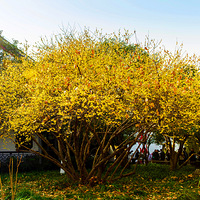 ���۽�ׯ����÷����