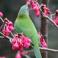 ֲ��԰��ӣ���������۵ĳȸ�Ҷ�Ǵ���