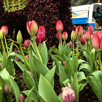 2026����ӭ����չ�����㿪����