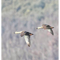 ������Ѽ