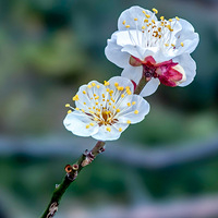 ���ٹ�̽÷��