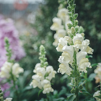 �������޵�