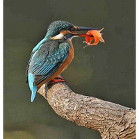 �Ժ�����