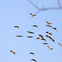 �������̬��԰Ⱥ�ɵ�ҹ��