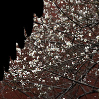 Ǯ����÷����